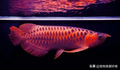 小龙鱼不好养吗?:小龙鱼的饲养方法 金龙鱼好养吗?能养多大？