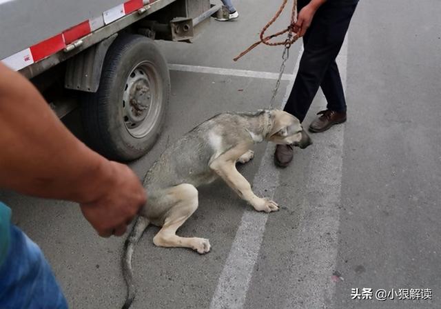 中国土狗视频:把宠物狗当作土狗养会怎么样？