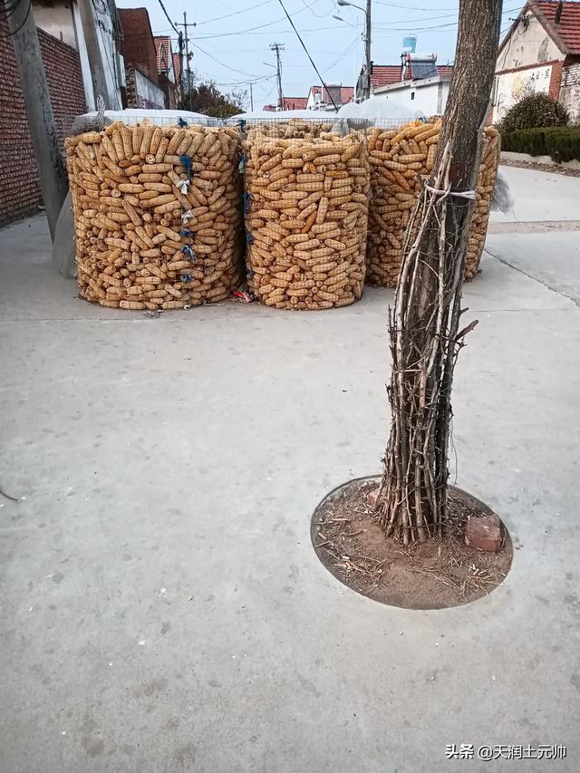 玉米跌了！现在咋办？