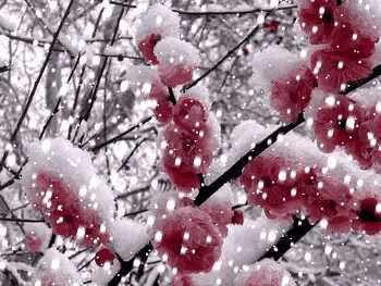 朱克 雪候鸟 视频:东北候鸟老人，冬天到海南去过，从养生角度来说，是对还是错？