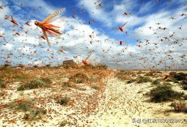 我国是如何治理蝗虫灾害的，中国古代多次蝗灾泛滥，古人不会防治蝗虫吗