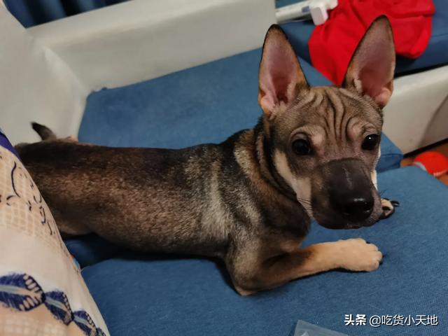 英短蓝猫三千二值吗？为什么？