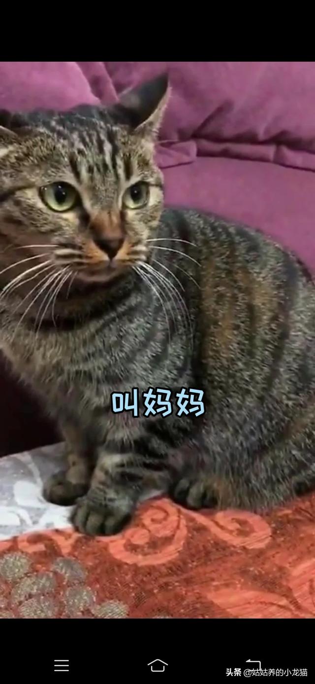 可爱的猫咪说课稿:猫是怎样发声的，为什么声音如此可爱？ 可爱的蚕宝宝说课稿