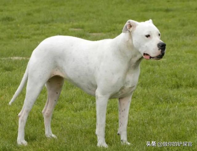 杜高犬价格:哪几种狗狗最容易扑咬人？ 杜高犬价格