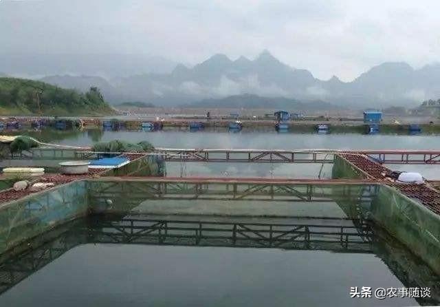 网箱养殖军曹鱼:如何利用小网箱集约化高产养鱼？