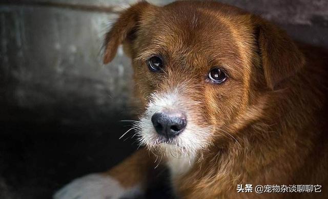 巴哥犬细小病毒的治疗方案:宠物得了细小自己在家怎么治？ 巴哥犬细小病毒怎么办