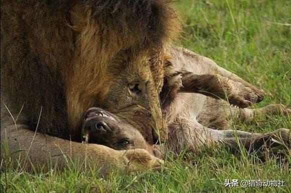 鬼獒王咬死狮子图片:有人说所有的老虎天生就畏惧雄狮，根本要素是什么？