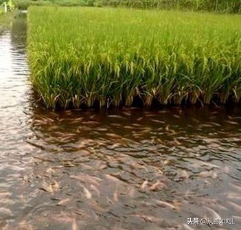 动物性饲料互联网项目:“互联网养羊”是真的在养羊吗？