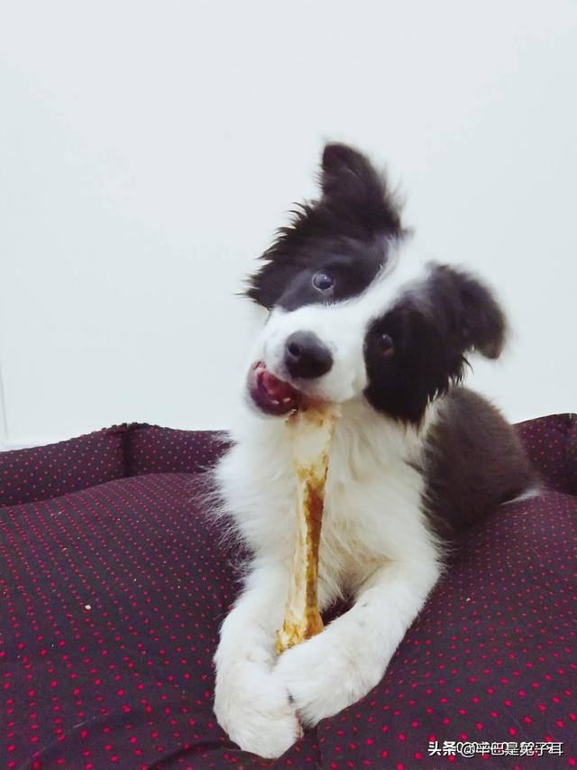 苏牧犬聪明吗:为什么一些人不喜欢养土狗，土狗聪明吗？