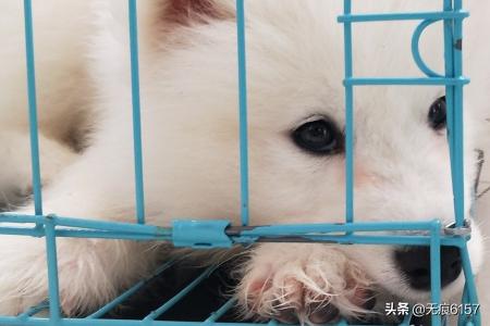 怎样喂养萨摩犬:刚好二个月大的萨摩耶幼犬怎样喂养与照顾？