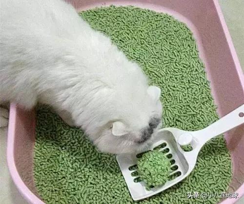 猫砂多久换一次:猫砂骚了，倒了又可惜，有什么好办法吗？
