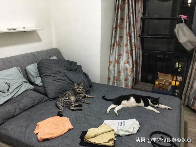 大单间房子怎么养猫:请问原住民猫咪和新租客应该如何安顿？