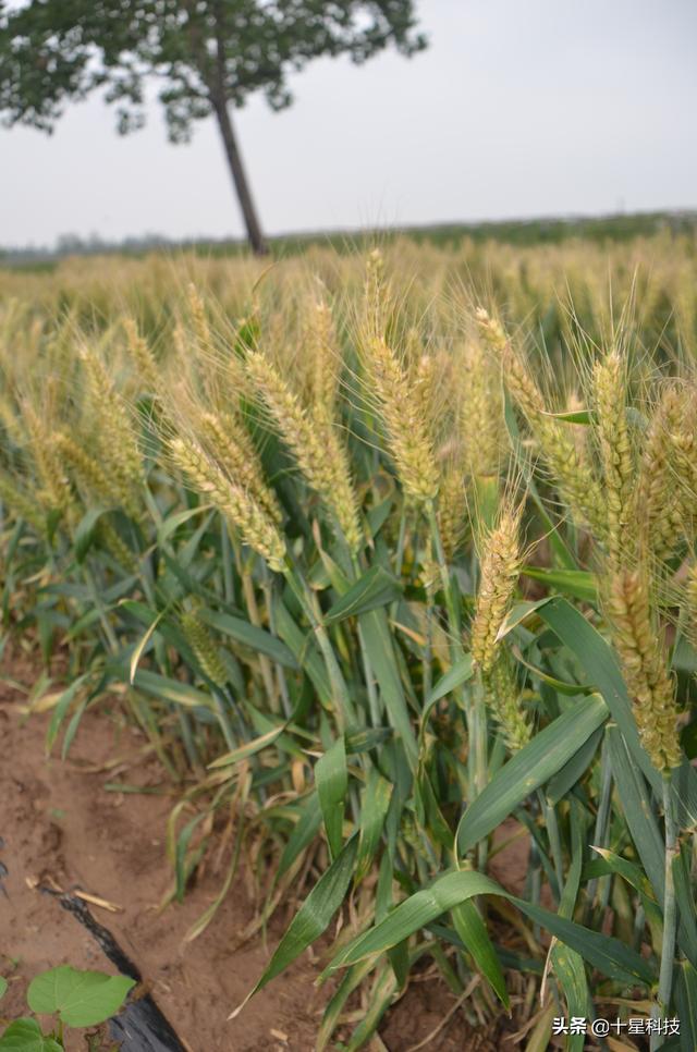 甲哌鎓使用方法分享，三月下旬小麦打什么药可以增强小麦的抗倒伏能力