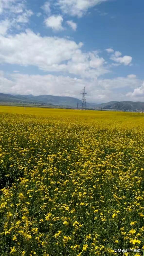 4大桃花月份：桃花几月份