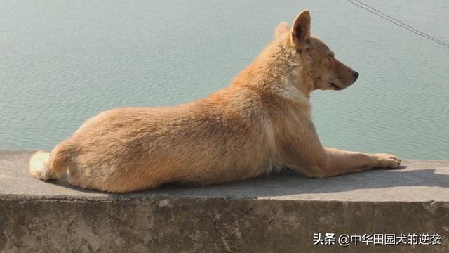 宠物犬图片中华田园犬:你们为什么喜欢中华田园犬？中华田园犬和名贵犬你们要哪个？