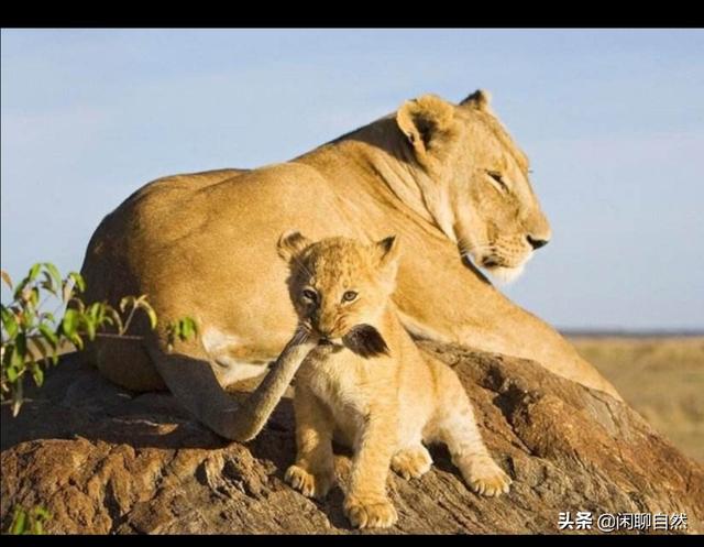 成年雄狮是如何当上狮王的？