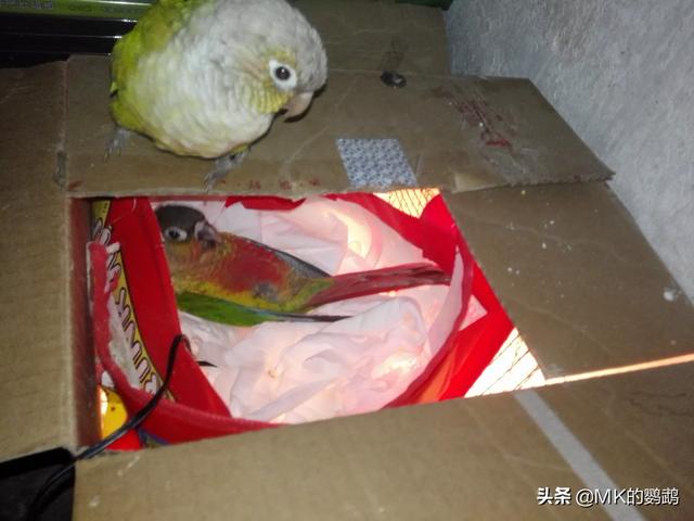 小太阳鹦鹉喂麻子可以吗？