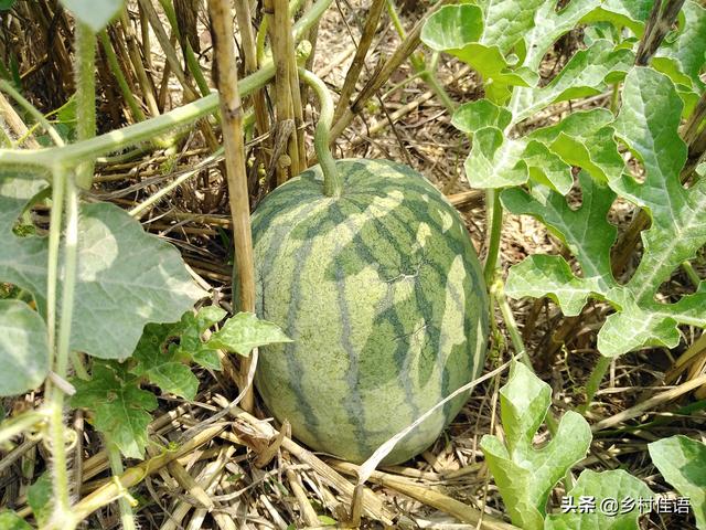 头条问答 西瓜苗什么时候移植最好 佳说乡村的回答 0赞