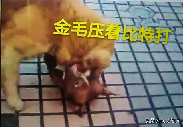 金毛犬好养吗?:想养金毛犬，但是金毛犬好养吗？