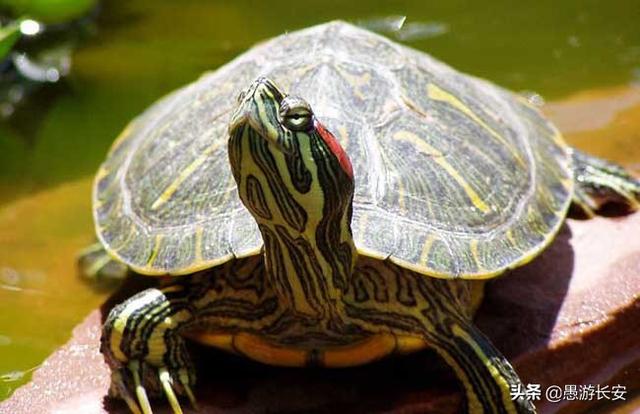 养乌龟能两只一起养吗，两只巴掌大的草龟能和两只2cm长的巴西龟一起养吗
