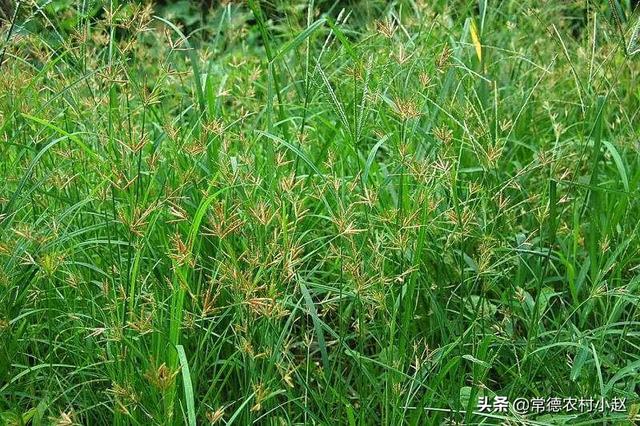 正常新坟几年长草,什么东西能让地里几年不长庄稼？