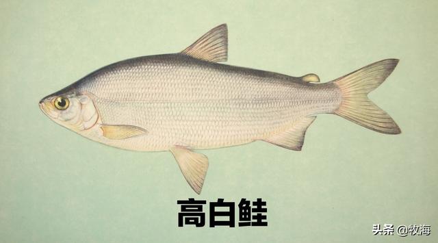 中国人为啥不吃深海鱼，海鱼和河鱼，哪个比较好？