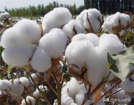 头条问答 棉花有什么用途 29个回答