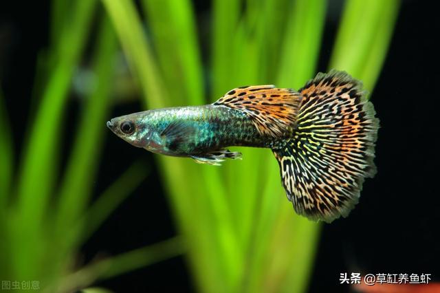 鱼缸水族箱养鱼知识:养鱼怎样让缸内变得干净？