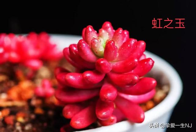 燕子掌能净化空气:多肉植物有绿化净化空气吗？