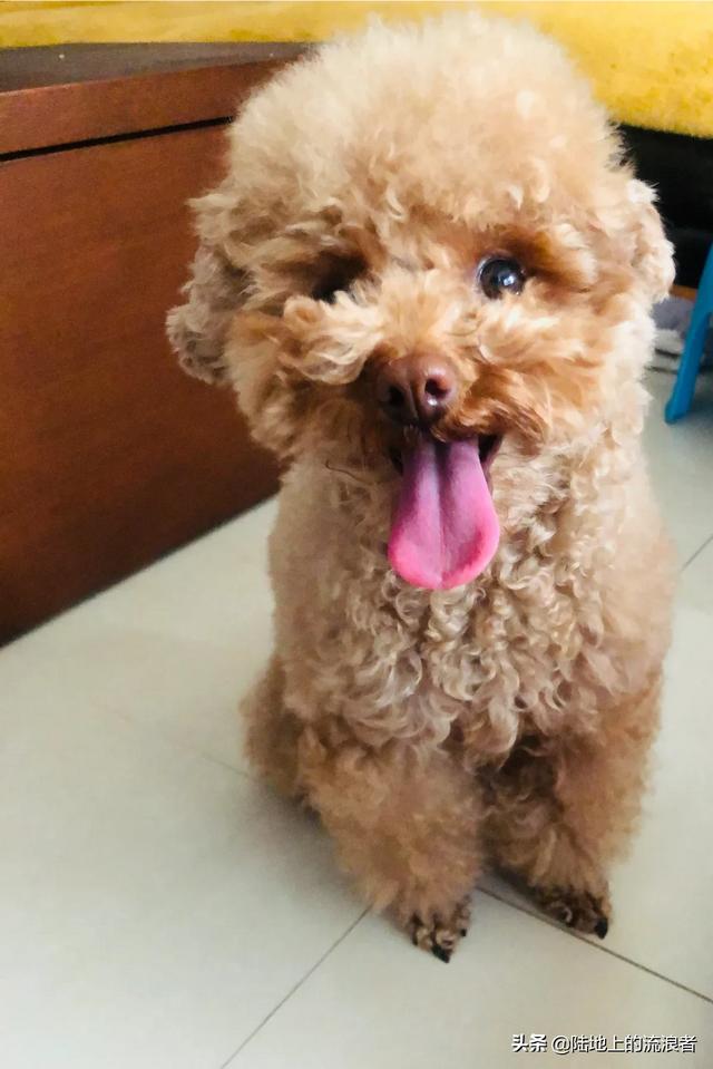 松狮好养吗:为什么养一只松狮犬带出门从没有怕过？