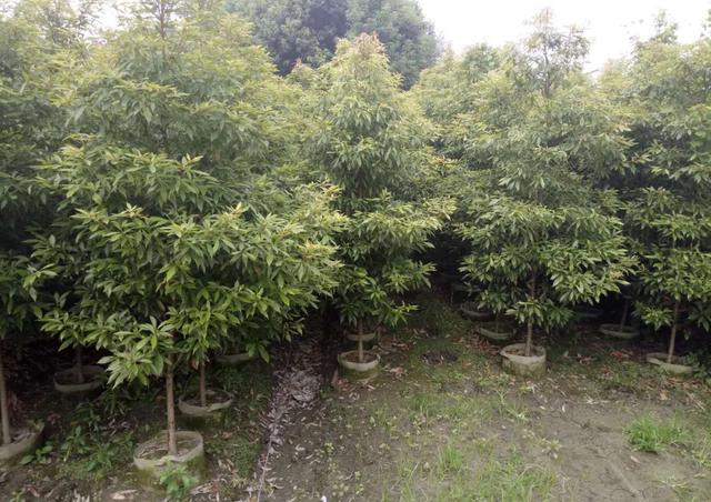 桢楠树80cm高需要几年:为什么没人种植金丝楠木？