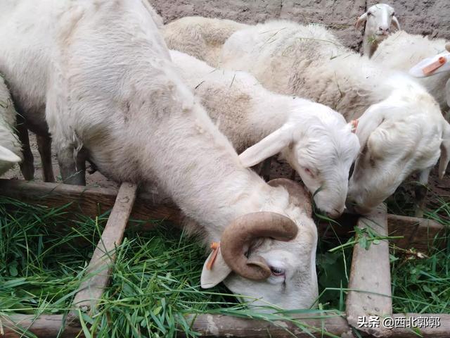 羊能吃动物性饲料么:奶羊羔出月能吃仔猪饲料吗？