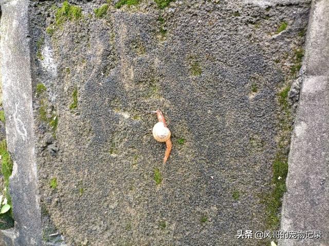 迷你小鱼缸适合养什么鱼:桌面小鱼缸适合养什么鱼？