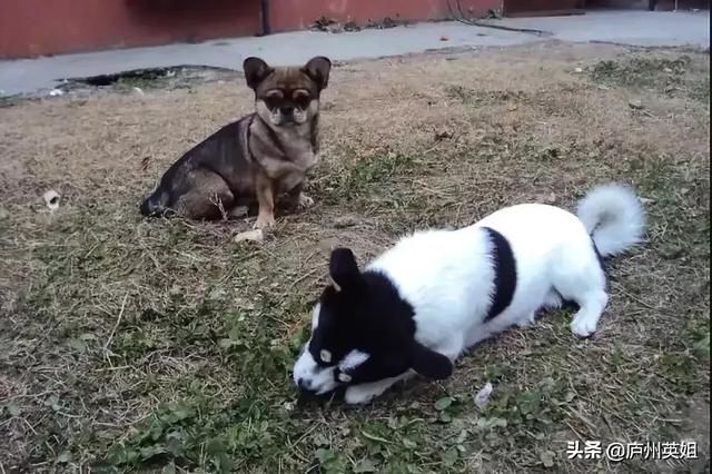 深红玫瑰鹦鹉买到:宝蓝鹦鹉繁殖身体发红 去哪买会说话的鹦鹉？贵不贵？买来怎么养？