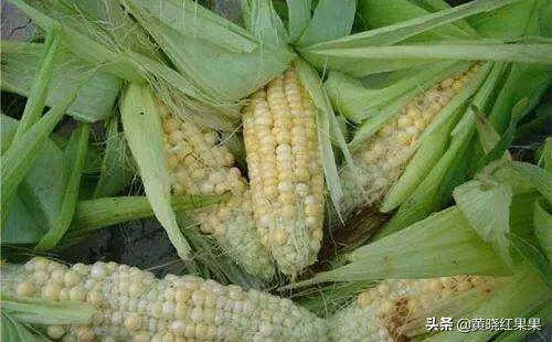 头条问答 - 大棚玉米成熟,果粒不饱满,最顶端没有怎么办?(6个回答)