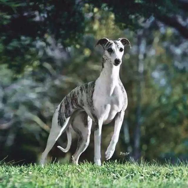 细犬:细犬多少钱一只 山东细犬的战斗力怎么样？为什么？