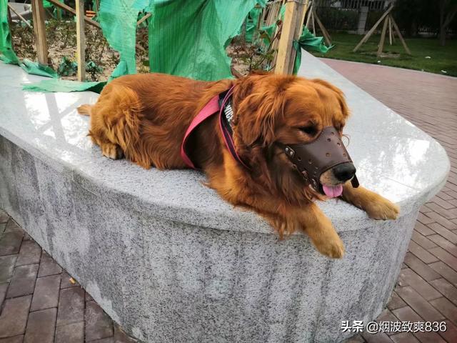狗狗健康成长100问:除了狗粮，吃什么食物可以给狗狗健康？