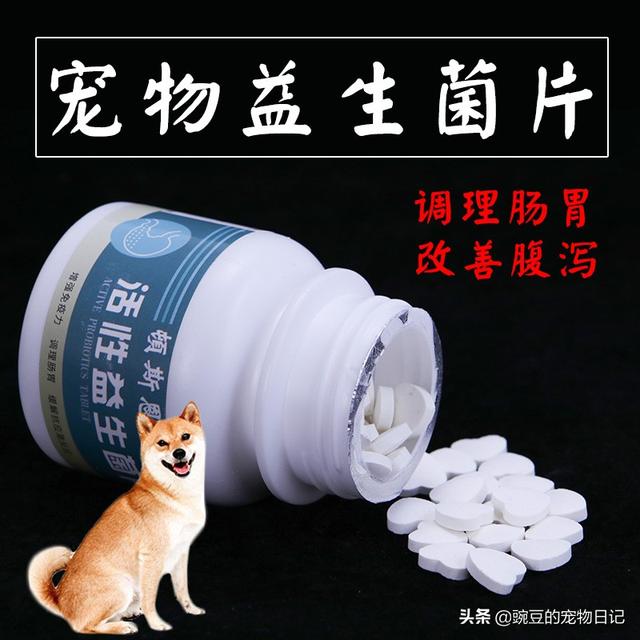 狗狗配种后怎么不吃饭:泰迪犬怀孕不吃食斤么办？