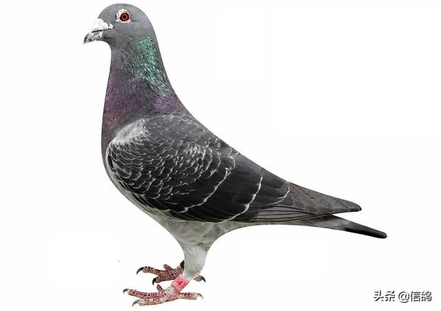 鸽子嗉囊炎该如何防治？插图8