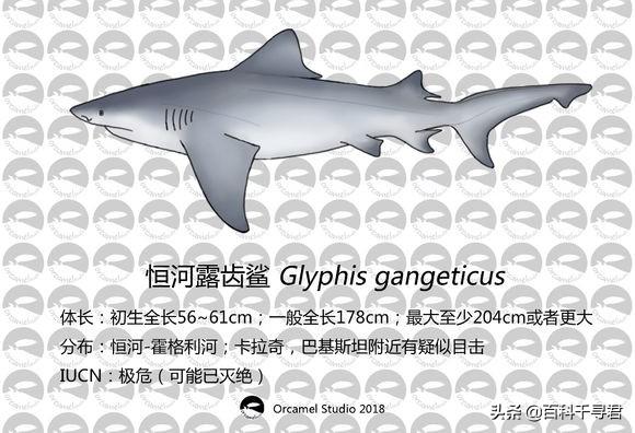 把鲨鱼放在淡水湖会怎么样？