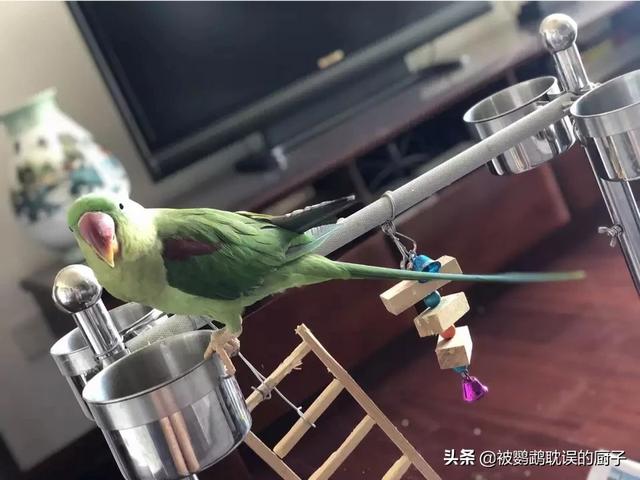 亚历山大鹦鹉让买吗:亚历山大鹦鹉是不是很吵？能达到什么程度？