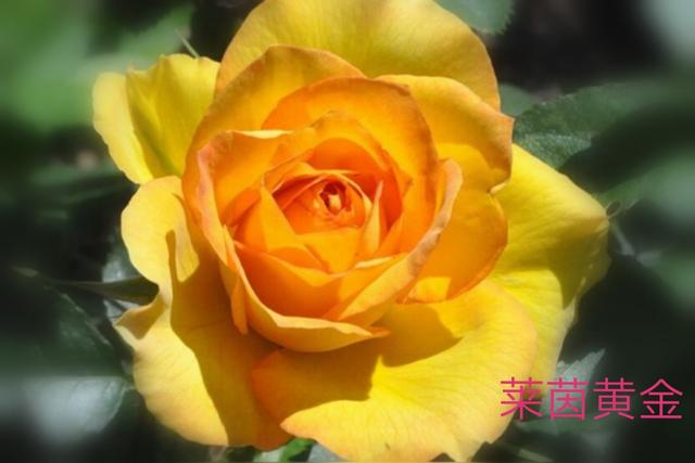 优秀月季花品种介绍百度网:名贵月季十大品种是哪些品种？