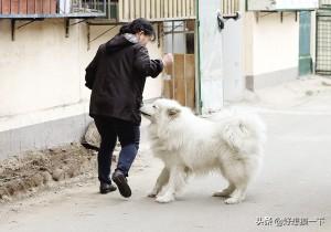 无脖牧羊犬遭弃 腾讯:遛狗时，最怕遇到什么样的事情？