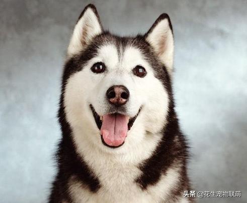 乐山犍为哈士奇吧:现在哈士奇都是什么价格？