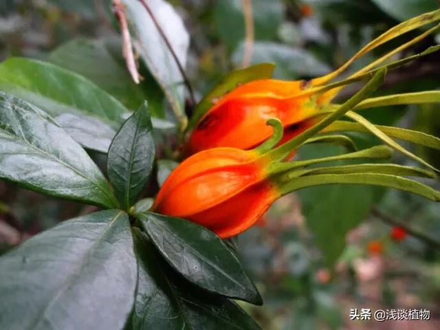 红枙子和黄枙子有什么区别？