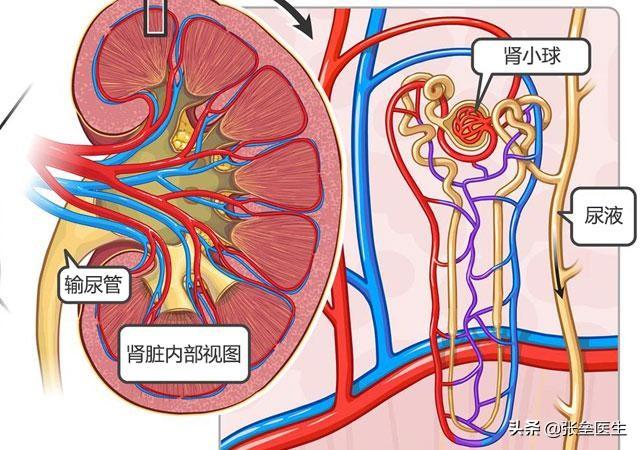 为啥一喝水就想尿尿，一喝水就有尿的人和喝水多没尿的人，哪个更健康？