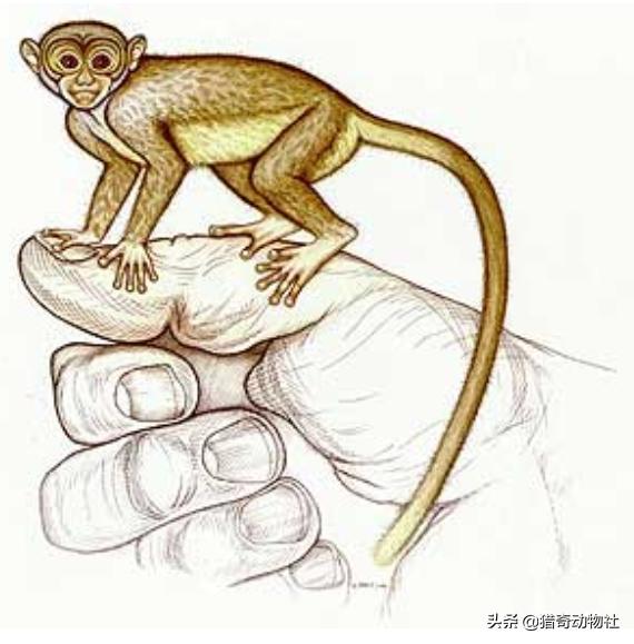 跗猴和类人猿:人和猴子都是由古猿进化而来的，生殖隔离是如何产生的？
