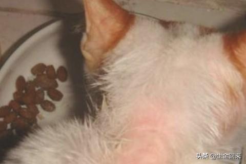 幼猫 信必治:小猫螨虫感染怎么办，猫咪身上螨虫用什么药？