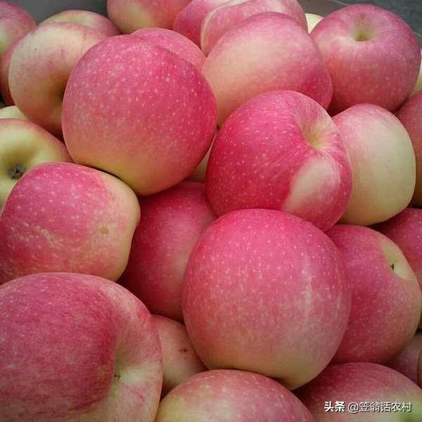 七月份嘎啦苹果的管理重点是什么？