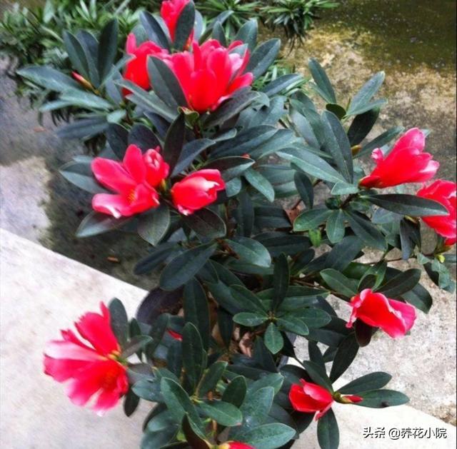 四季杜鹃花夏天怎么养:杜鹃花多久开一次花？花期会受外界因素影响吗？